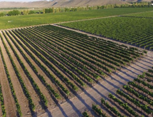El vino mexicano en números